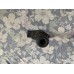coil 6207g 22448 ax001 3928 nissan 